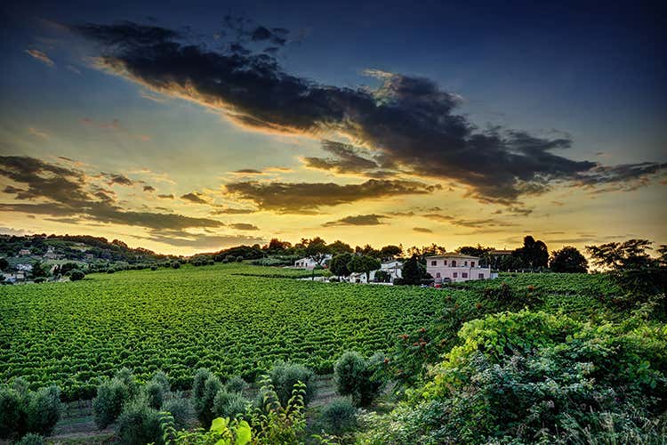 (Tenuta La Floriana Nuovo progetto vinicolo marchigiano) (Tenuta La Floriana Nuovo progetto vinicolo marchigiano)