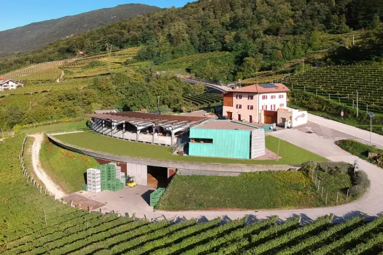 Tenuta Maso Poli (Foto sito Maso Poli) Quei grappoli a terra tra i vigneti... e non &egrave; colpa della grandine