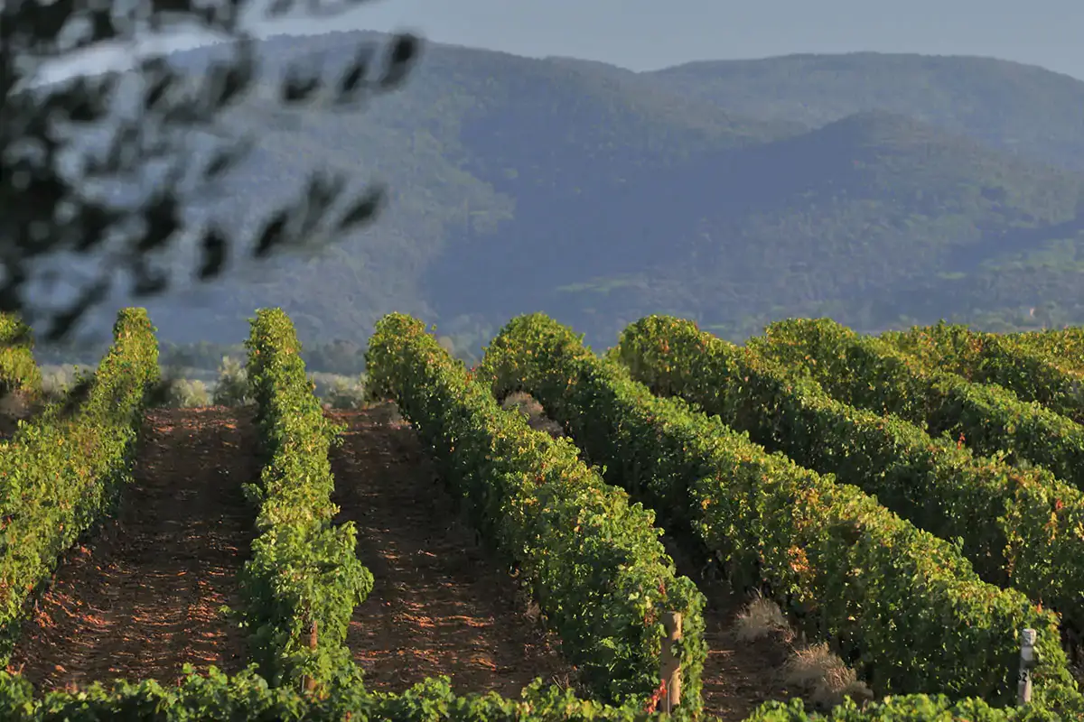 Vigneti della Tenuta San Guido Sassicaia 2018, vino da antologia Festeggia i 50 anni dal debutto