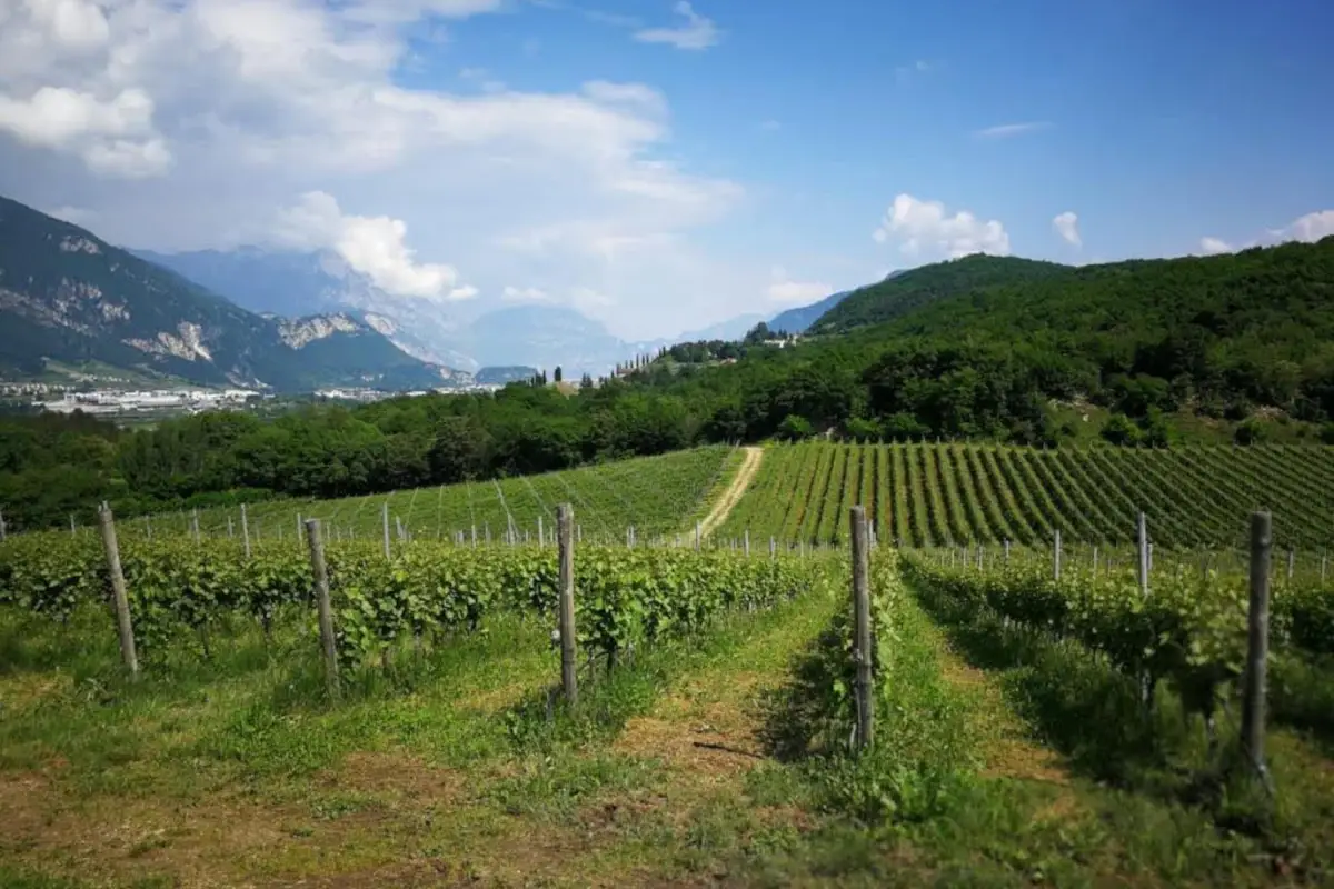 I vigneti di Tenuta Volpare&nbsp; Tenuta Volpare, un sogno biologico diventato realt&agrave;