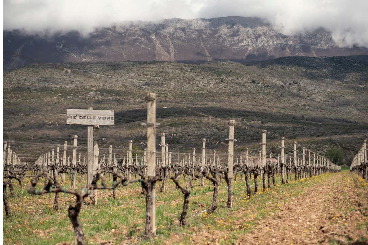 Una vigna della tenuta Cataldi Madonna L'enologa Giulia Cataldi Madonna: “I nostri vini raccontano il territorio”