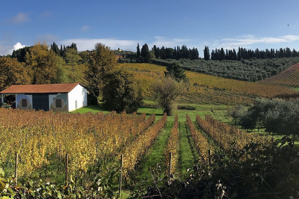 Dieci regioni vinicole (italiane ed estere) da scoprire nel 2024
