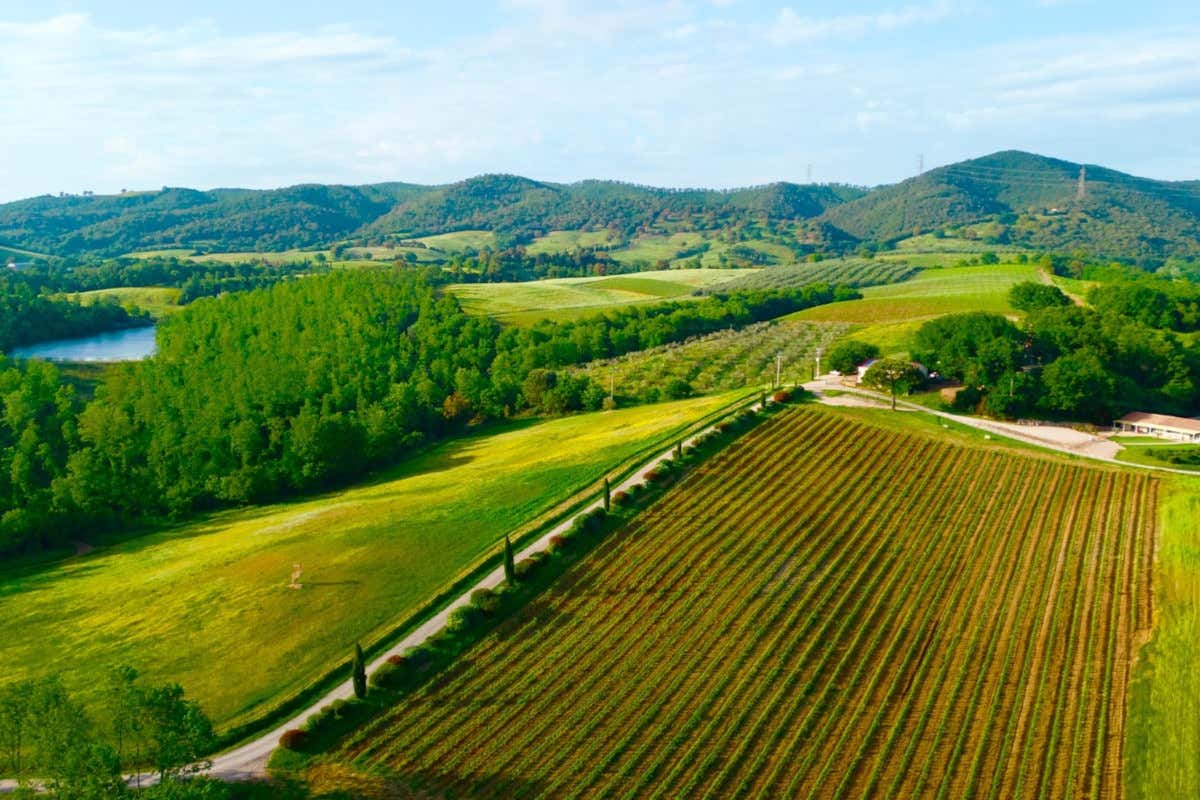 Vista sui vigneti di Tenuta Montauto