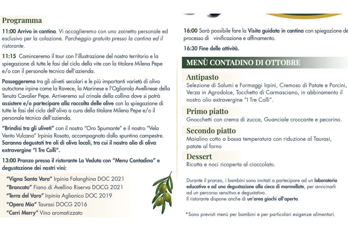 Tenuta Cavalier Pepe, tutto pronto per la raccolta 'turistica' delle olive