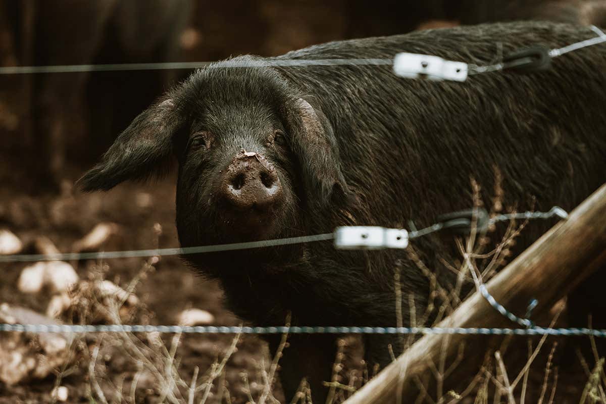 Uno dei suini neri pugliesi di Tenuta Tedone Consolini
