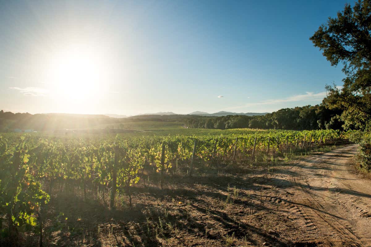 I vigneti Tenute Gregu da Porto Cervo a Milano