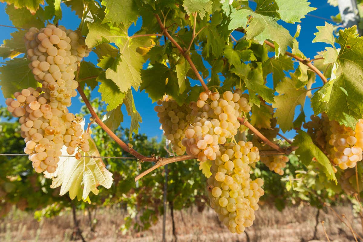 Uve della Gallura Tenute Gregu da Porto Cervo a Milano