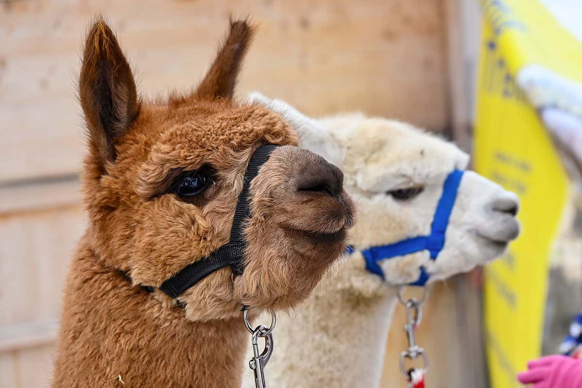 Terento accende l’Avvento: mercatini, alpaca e il suggestivo Natale nel Bosco