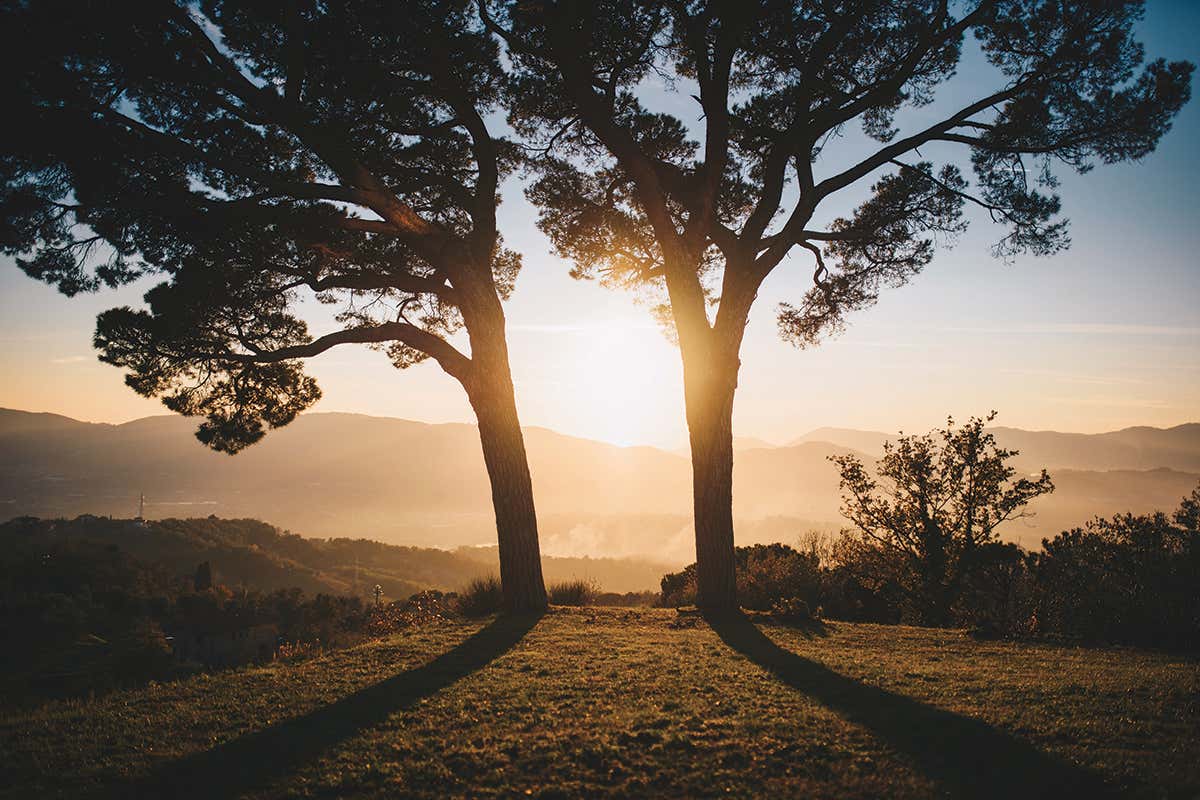 Pini di Corsano: il vermentino che non vuole seguire le regole della costa