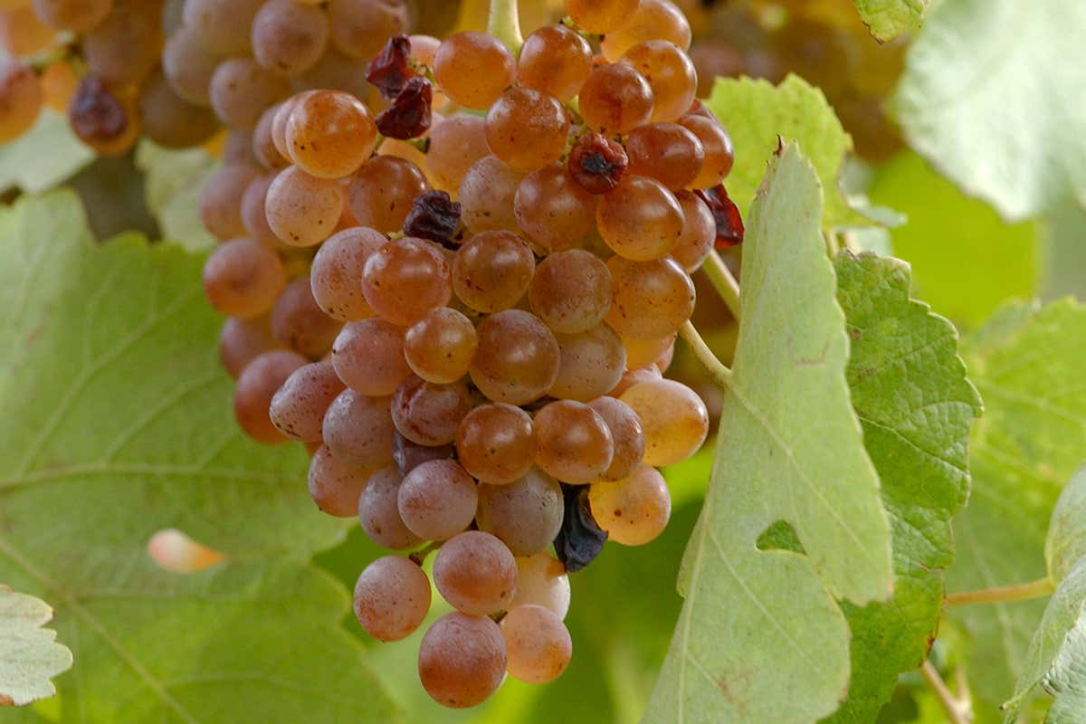 Pini di Corsano: il vermentino che non vuole seguire le regole della costa