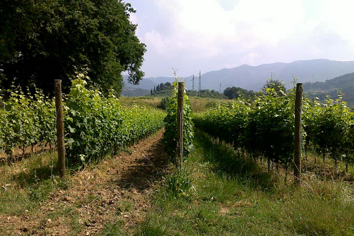 Pini di Corsano: il vermentino che non vuole seguire le regole della costa