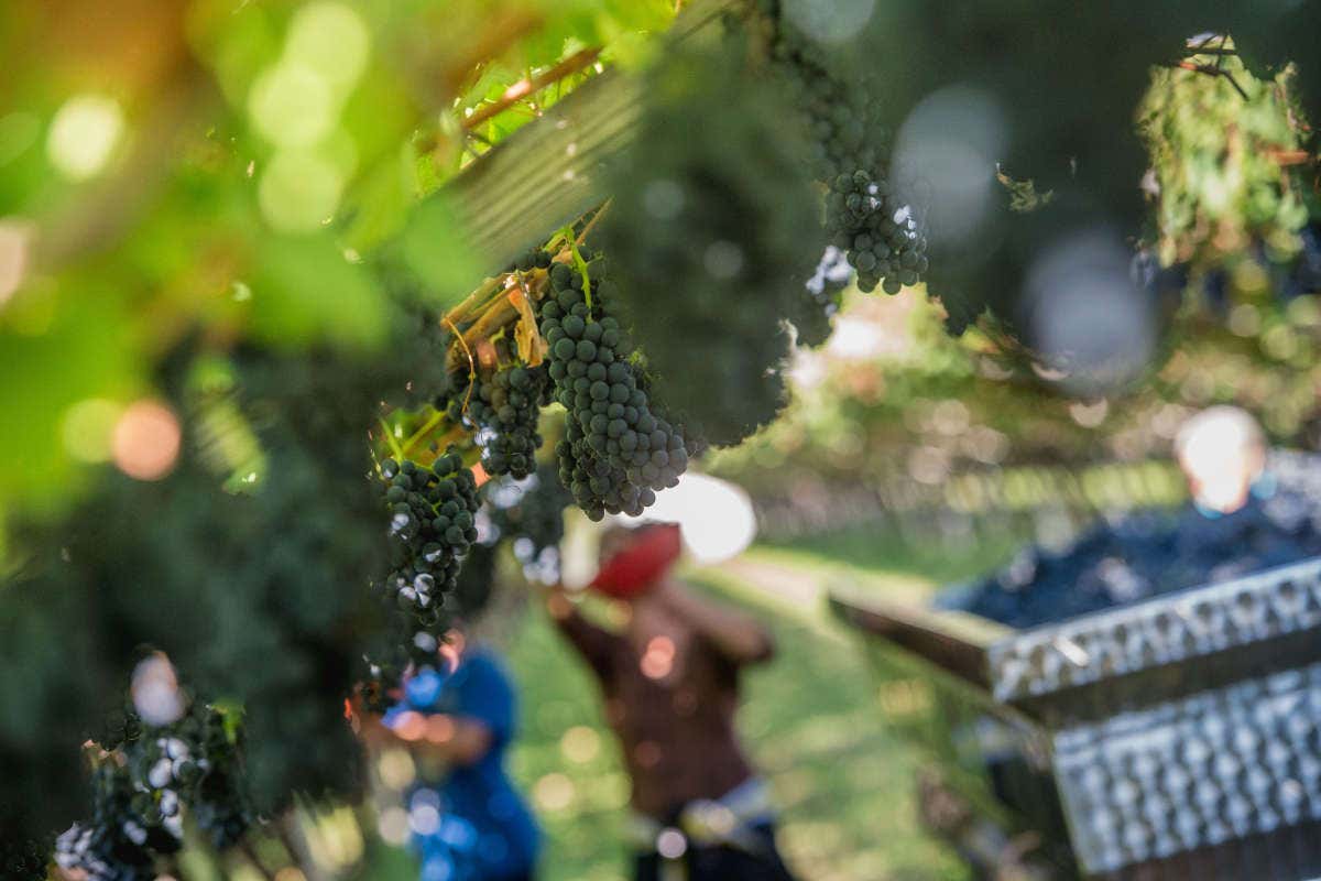 Maltagliati all'uovo e Castel Firmian Teroldego Riserva Maltagliati all'uovo e Castel Firmian Teroldego Riserva