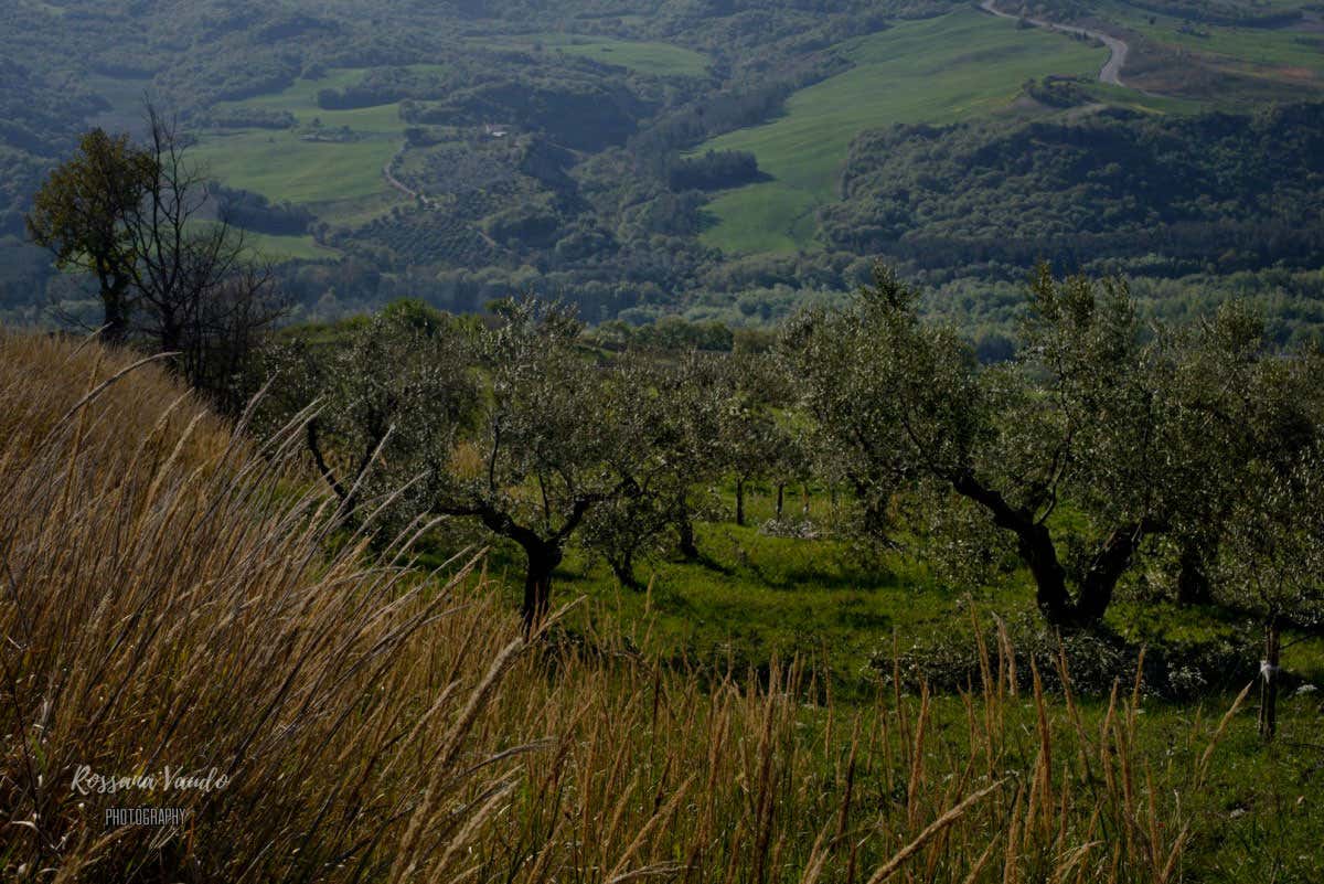 I tesori olivicoli del Molise: le eccellenze di Giorgio Tamaro e Tenuta Terra Sacra