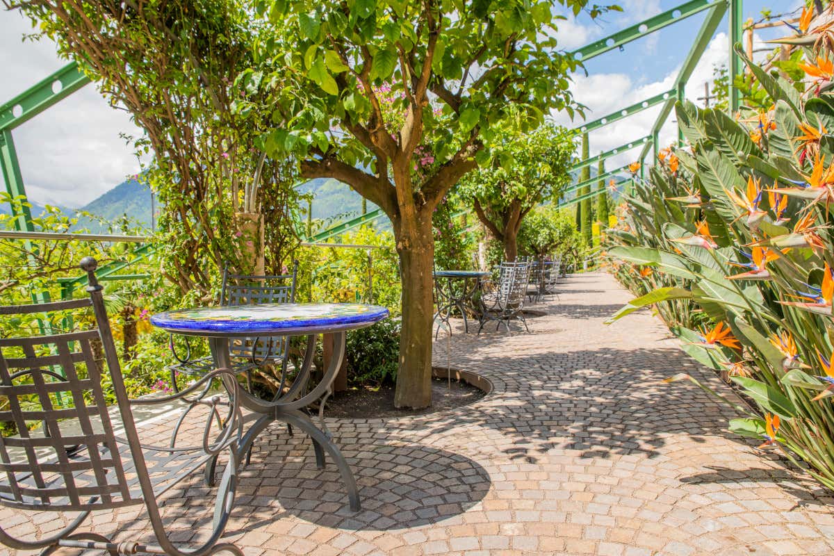 La Terrazza dei Limoni Nei Giardini di Castel Trauttmansdorff profumi e colori da tutto il mondo