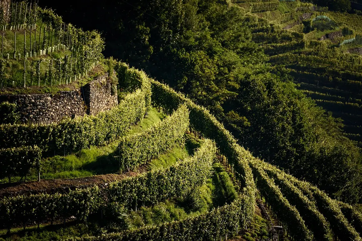La Via dei Terrazzamenti da Morbegno a Tirano. Fonte: Facebook Vini corposi e ricette antiche e piatti: cos&igrave; l&rsquo;autunno nella Media Valtellina