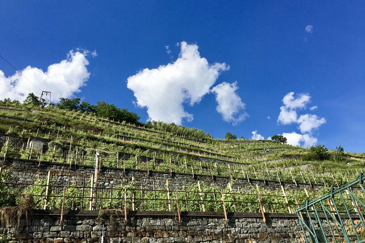 Terrazzamenti in Valtellina - Lombardia, 3 milioni dalla Regione per tutelare il paesaggio vitivinicolo