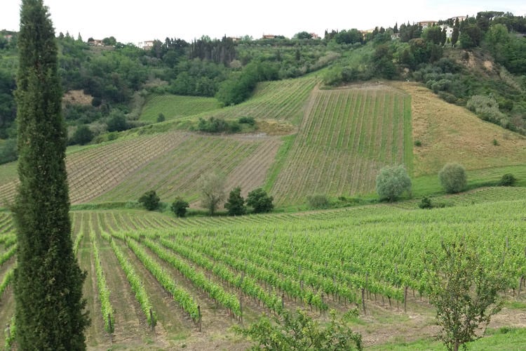 Vitigni toscani protagonisti a Terre di Pisa (Terre di Pisa - Terre del Vino Un’area con un export da 54 milioni)