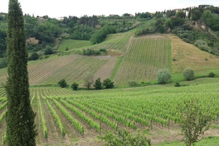 Vitigni toscani protagonisti a Terre di Pisa (Terre di Pisa - Terre del Vino Un&rsquo;area con un export da 54 milioni)