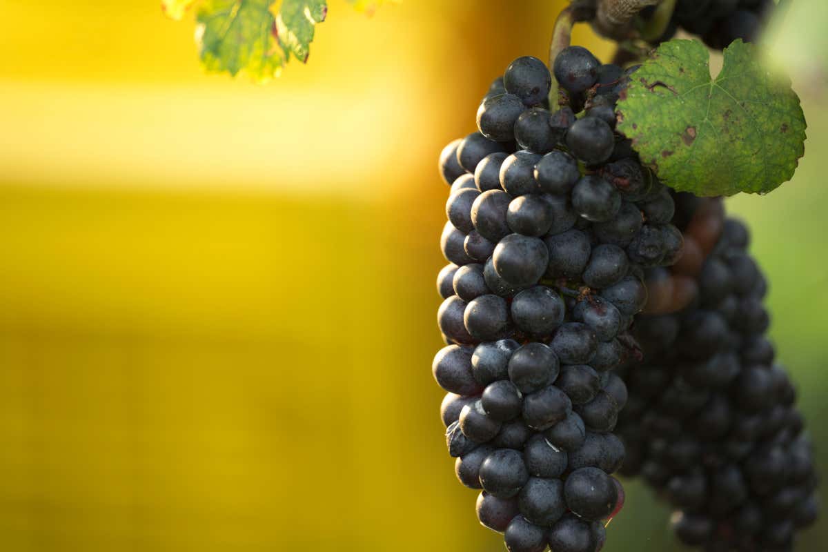 Terre d’Aenòr, il volto giovane della Franciacorta che parla al futuro