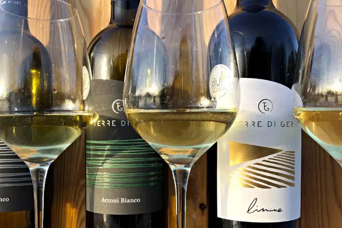 I bianchi Piwi dell'azienda friulana Terre di Ger. Vini resistenti Terre di Ger vince per i migliori bianco e rosso