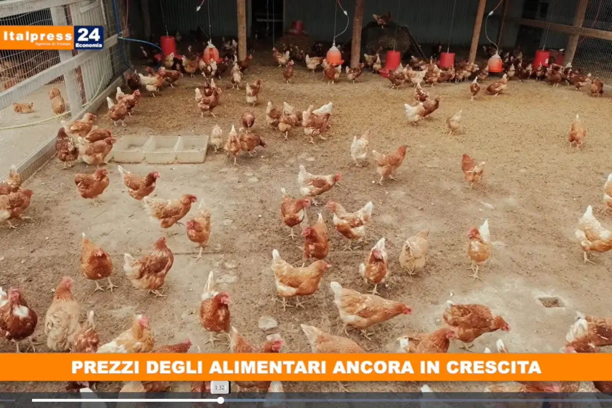 [TG Economia]: Prezzi degli alimentari ancora in crescita