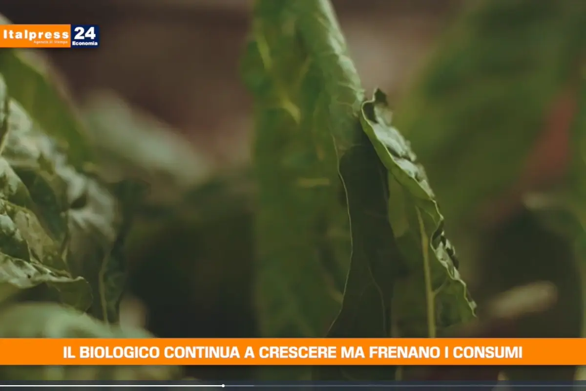 [TG Economia]: Il biologico continua a crescere, ma frenano i consumi