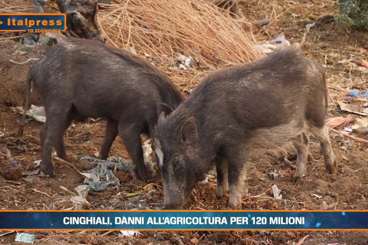 [TG Economia]: Cinghiali danni all'agricoltura per 120 milioni