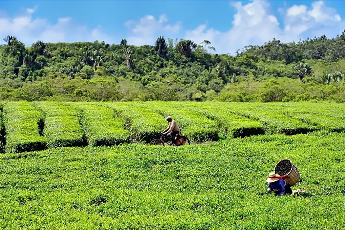 La rotta del t&egrave; Cosa fare in paradiso? Alla scoperta di Mauritius, dove oltre la spiaggia c&rsquo;&egrave; di pi&ugrave;