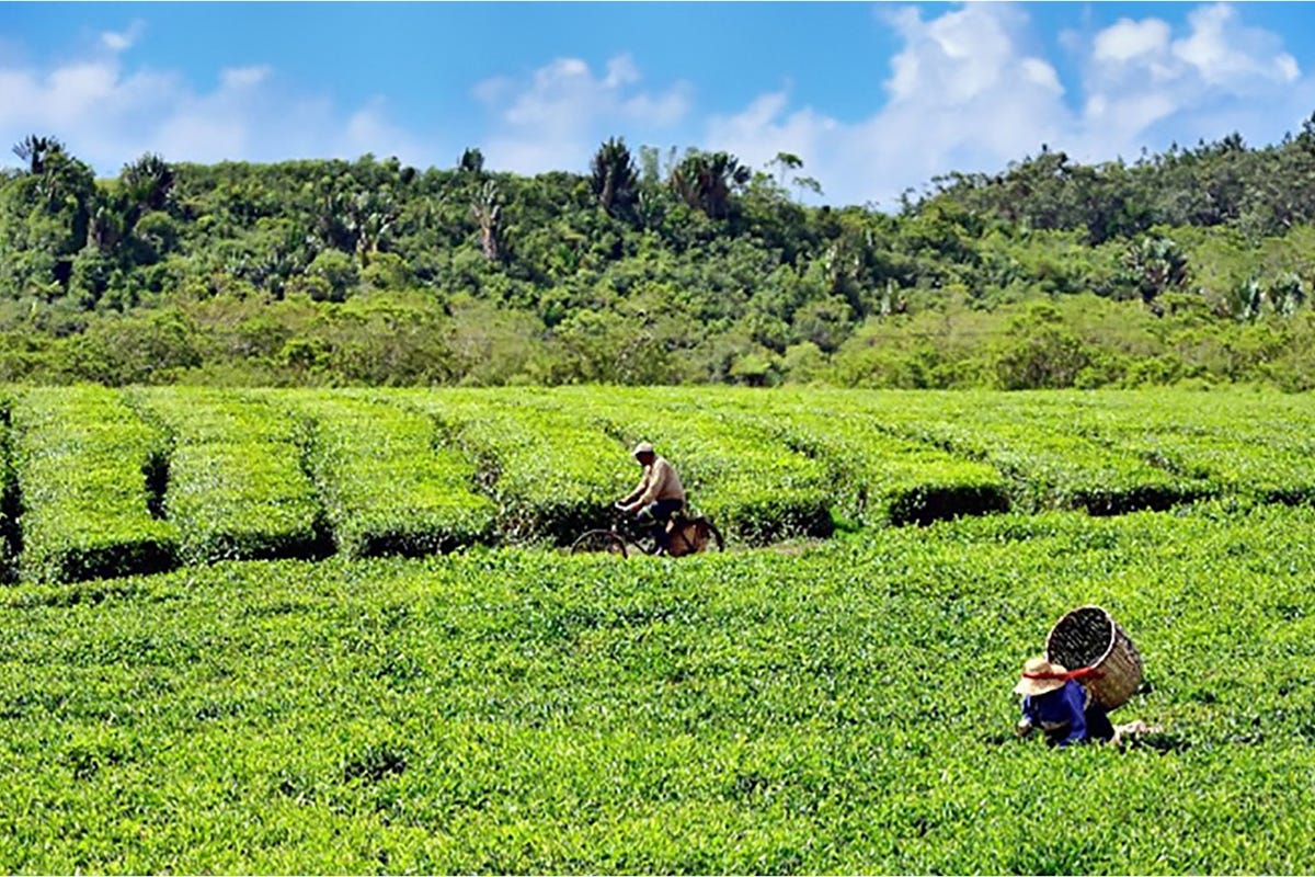 La rotta del tè Cosa fare in paradiso? Alla scoperta di Mauritius, dove oltre la spiaggia c’è di più