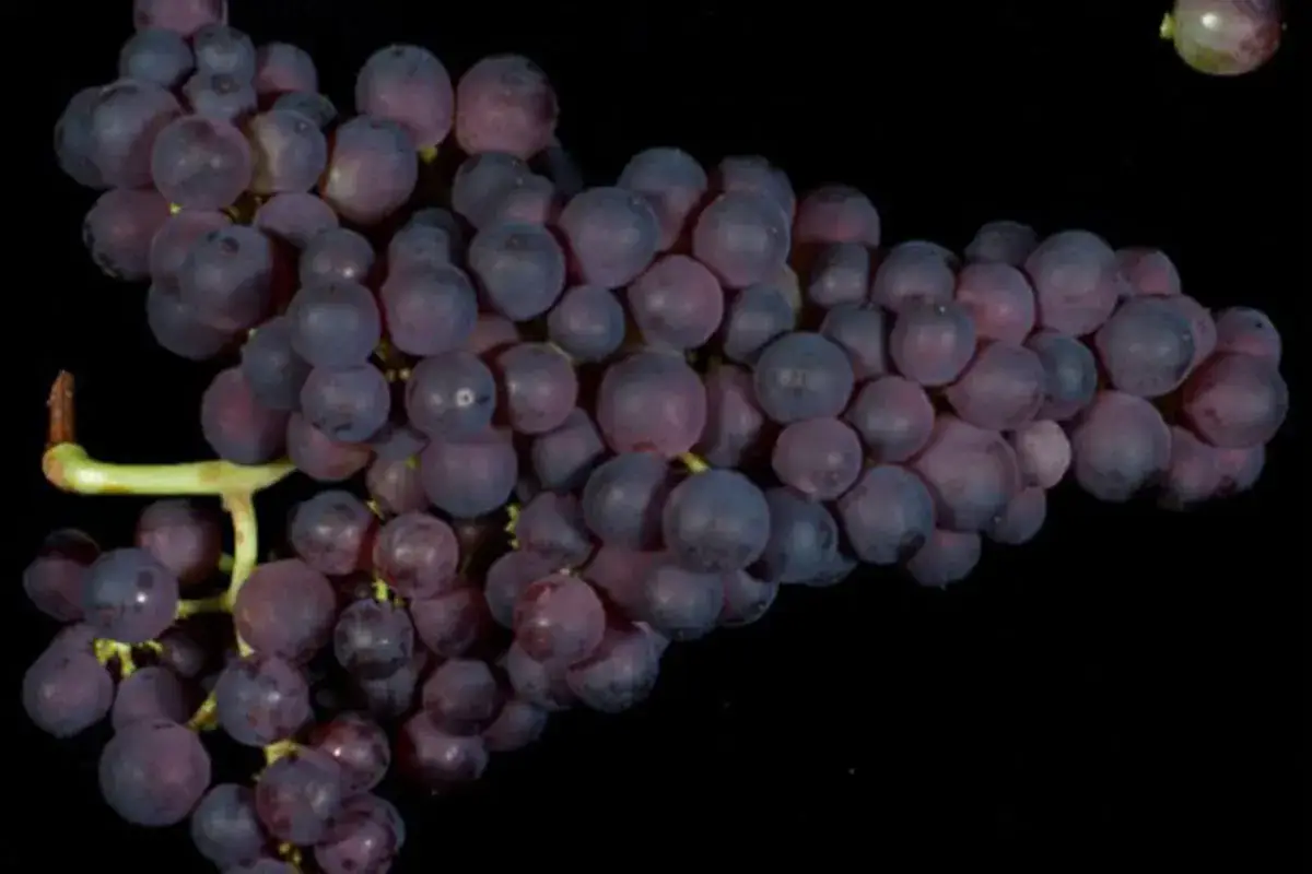 L'uva Tibouren 
