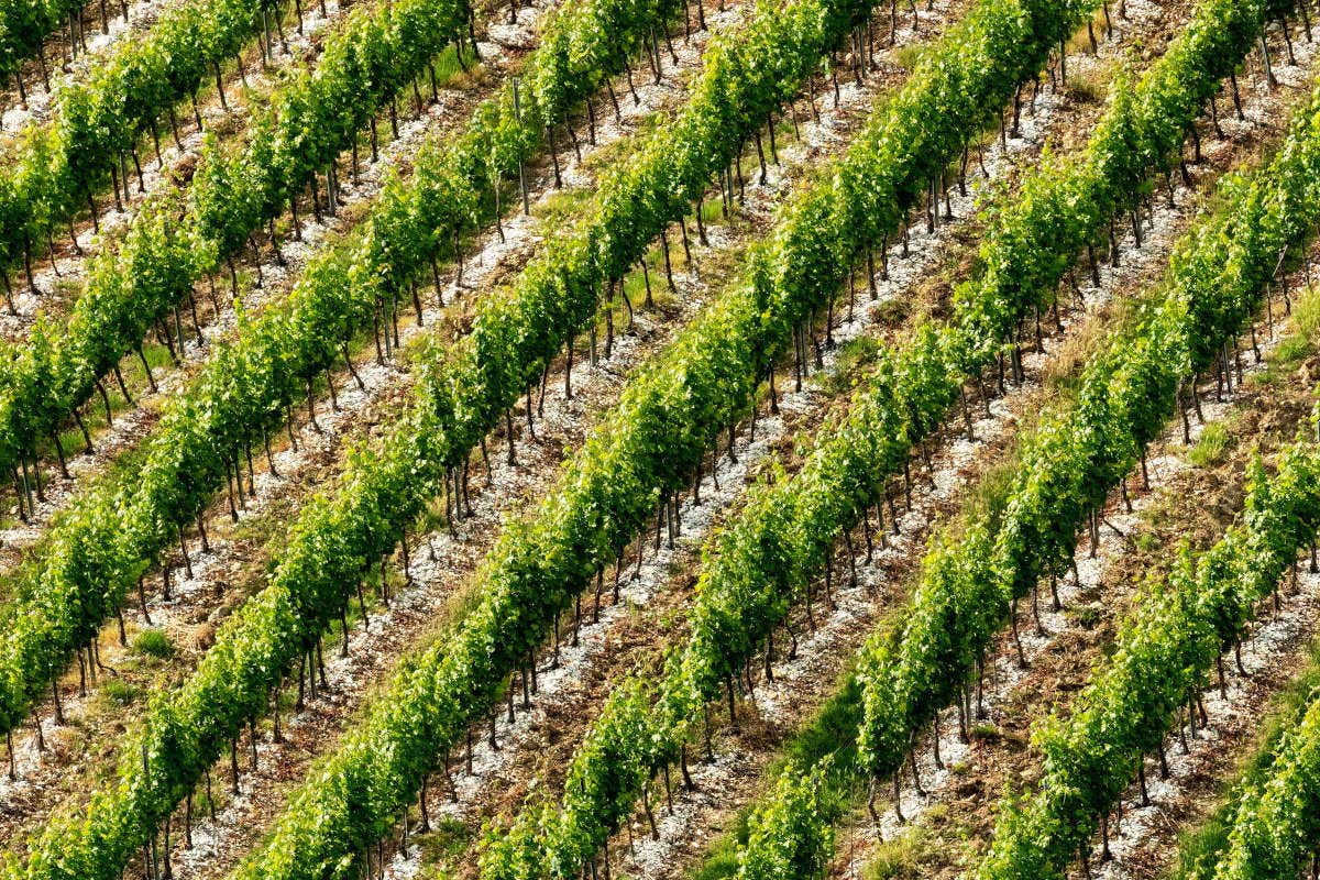 Tignanello, 50 anni fa la “rivoluzione Antinori” nel mondo del vino italiano