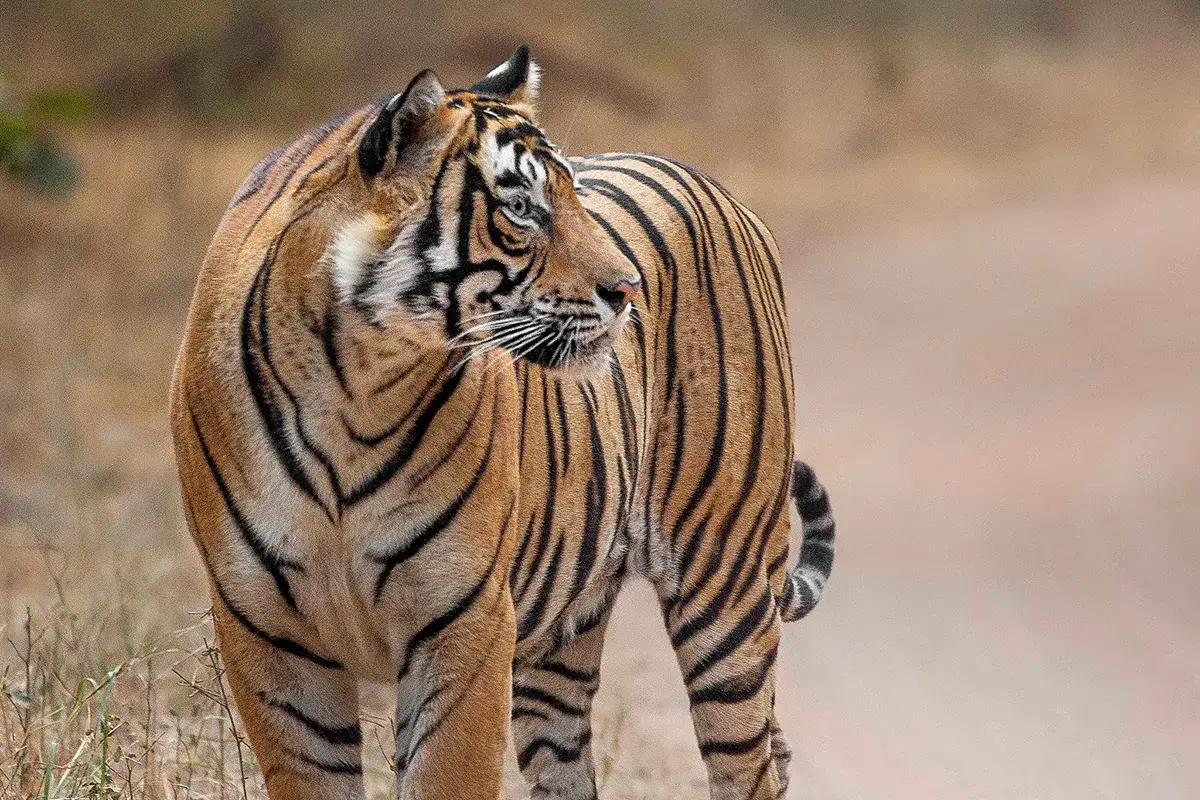 Cinque su sei tigri di Sumatra dello Zoo di San Diego sono risultate positive al Covid Allo zoo di San Diego &egrave; corsa contro il tempo per immunizzare 250 animali