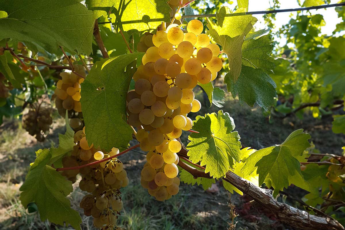 Derthona, l’anima bianca dei Colli Tortonesi che guarda al mondo
