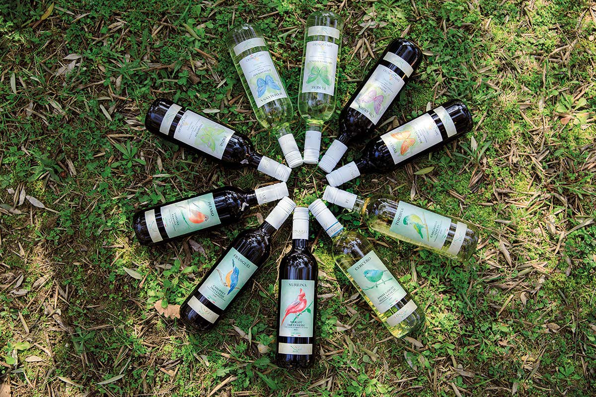 Linea Tinazzi Bio Vini bio e packaging sostenibile: l’impegno “green” di Tinazzi