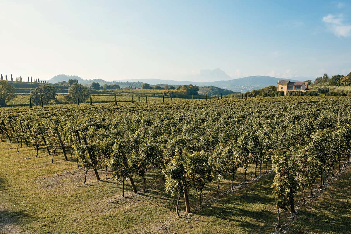 I vigneti dove nascono le uve di Tinazzi