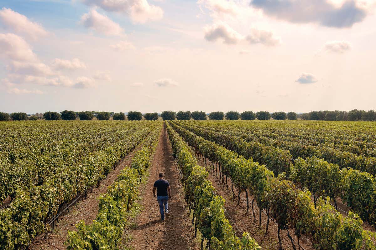 I vitigni di Feudo Croce, in Puglia, di proprietà di Tinazzi