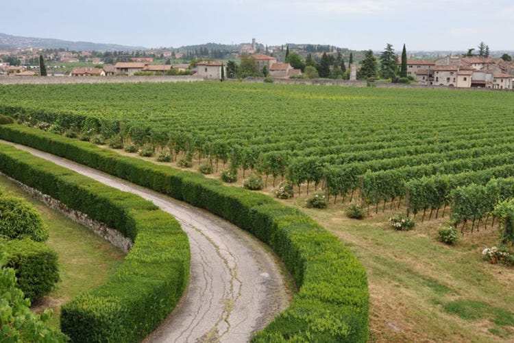 Vitigni molisani (Tintilia, il vino molisano che arriva dalla Spagna)
