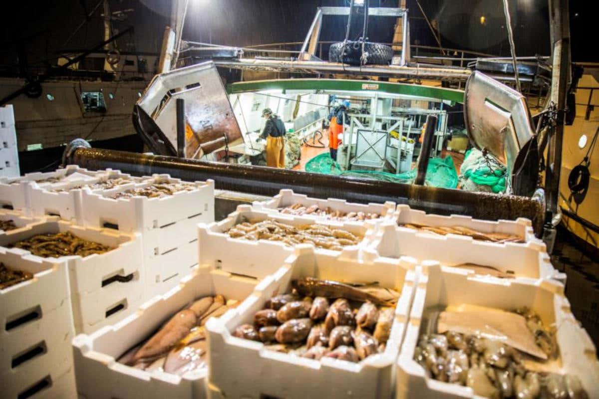 Al centro di Tipicità in blu la produzione gastronomica ittica delle zone di Ancona Tipicità in blu ad Ancona il festival in cui il mare incontra le persone