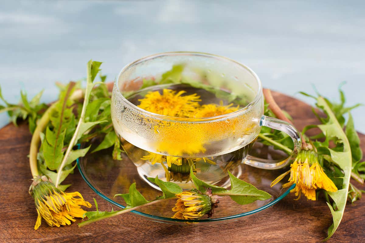 Bardana e tarassaco contro l’acne: ecco come preparare la tisana anti brufoli