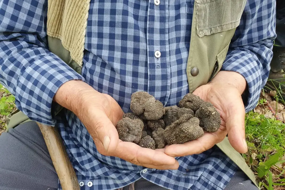 Il Consiglio di Tocci e Crestini: al ristorante scegliete sempre e solo il tartufo fresco