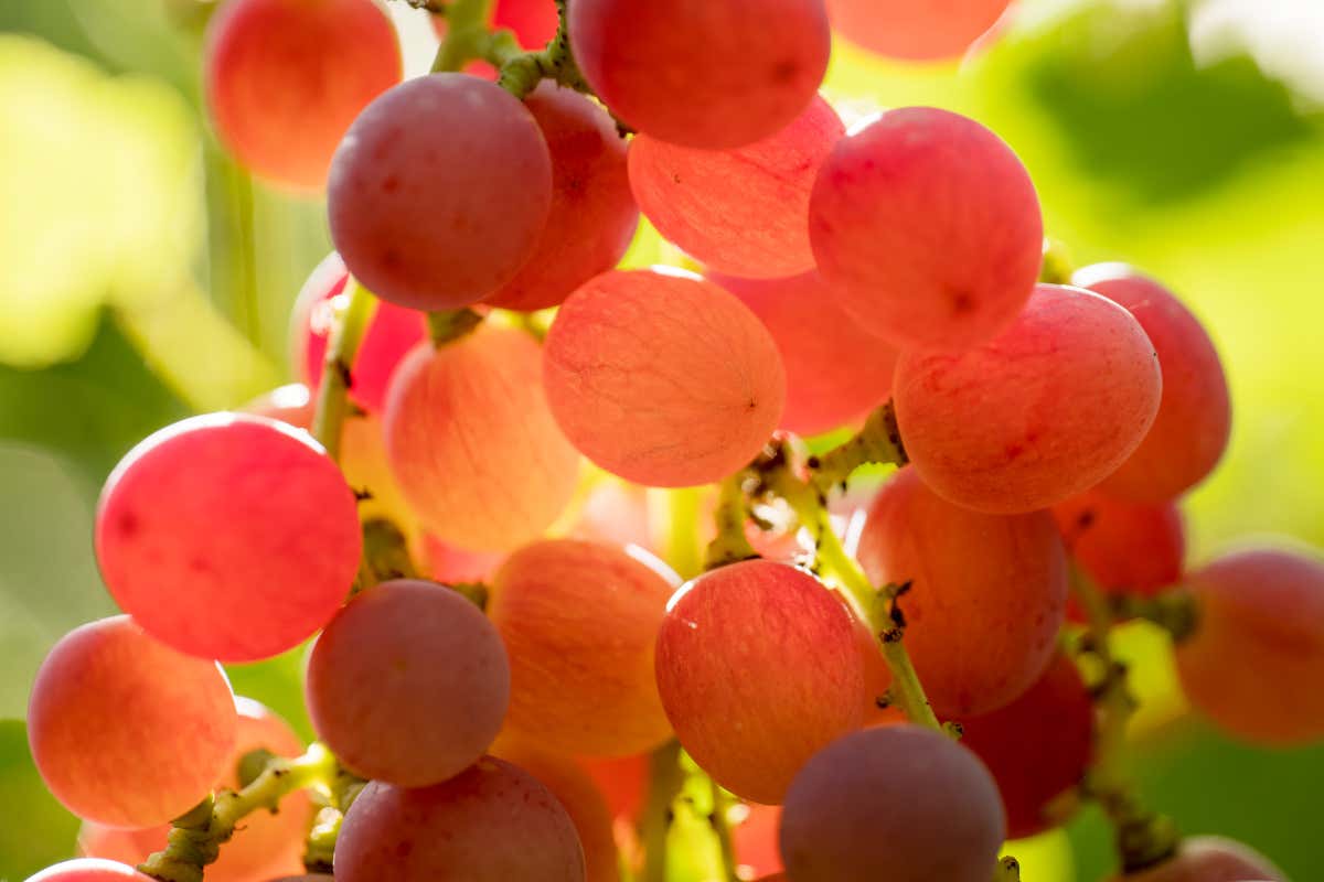 Uva baciata dal sole e senza lattosio: dalla Sicilia arriva un panettone speciale