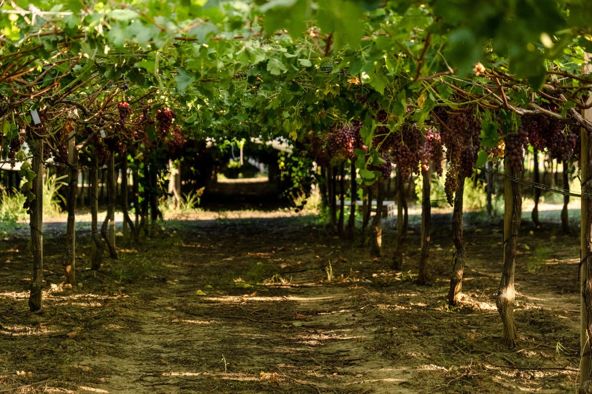 Uva baciata dal sole e senza lattosio: dalla Sicilia arriva un panettone speciale