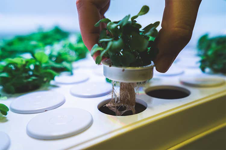 (Tomato , l&rsquo;orto del futuro Germogli, erbe e verdure tutto l&rsquo;anno)