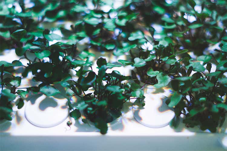 (Tomato , l&rsquo;orto del futuro Germogli, erbe e verdure tutto l&rsquo;anno)