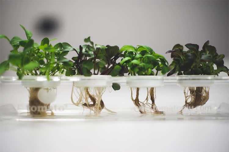 (Tomato , l&rsquo;orto del futuro Germogli, erbe e verdure tutto l&rsquo;anno)