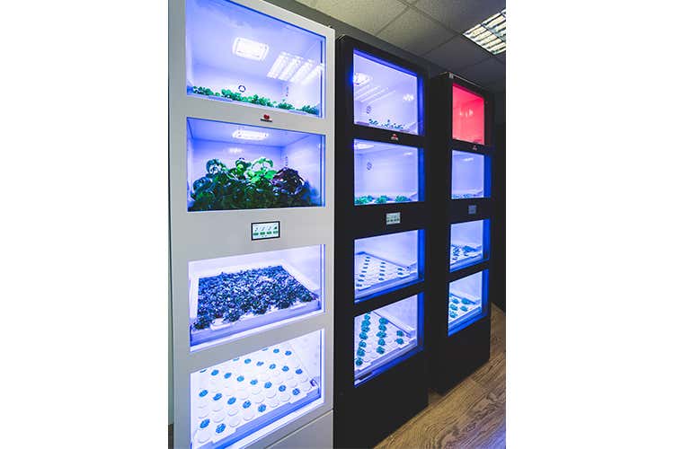 (Tomato , l&rsquo;orto del futuro Germogli, erbe e verdure tutto l&rsquo;anno)