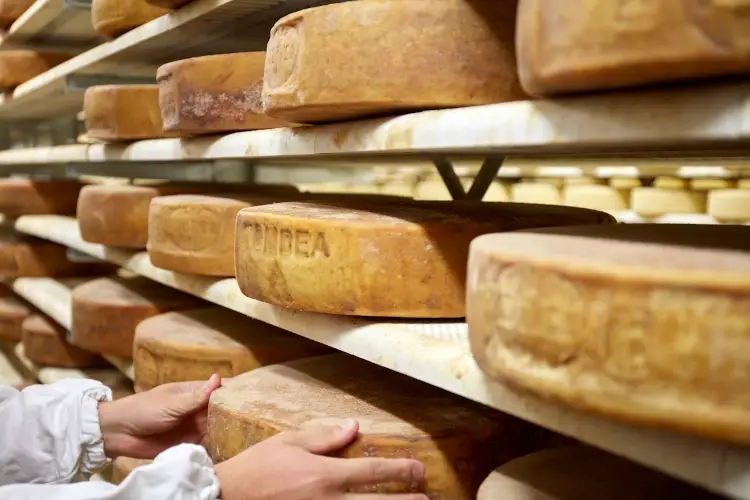 Produrre Tombea significa anzitutto sottostare a un rigoroso disciplinare. Foto: Brescia tourism Tanti i progetti per il Tombea, il raro formaggio bresciano da valorizzare