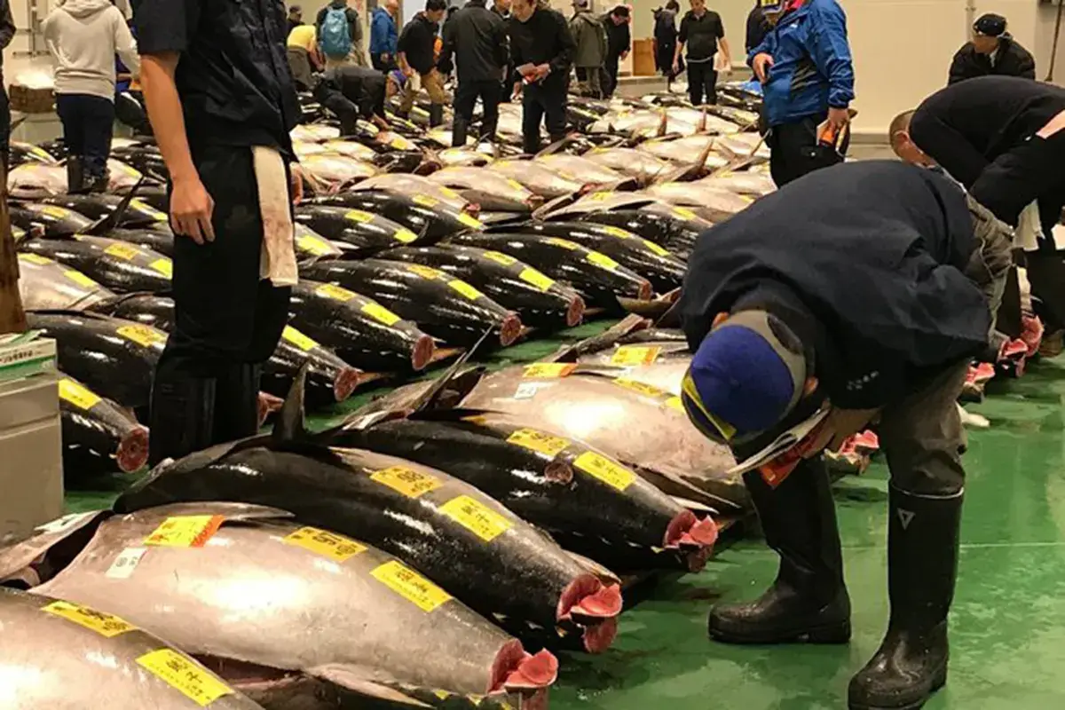 Un'immagine del mercato di Tokyo Tokyo, alla prima asta 2022 un tonno da 211 chili venduto a 128mila euro