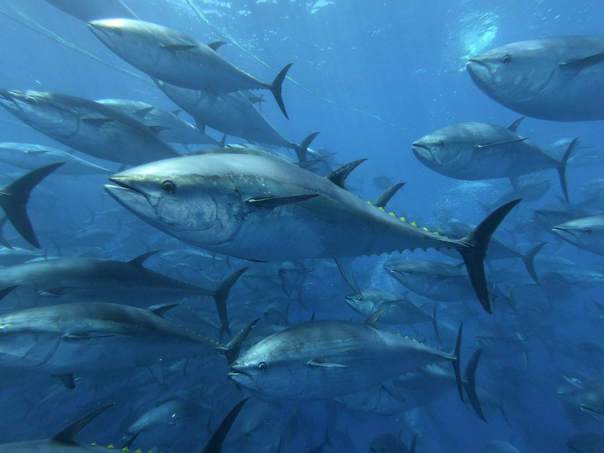 Il tonno è un alimento molto richiesto ed è a rischio sovrapesca Tonno un alimento dalle pregiate qualità nutrizionali