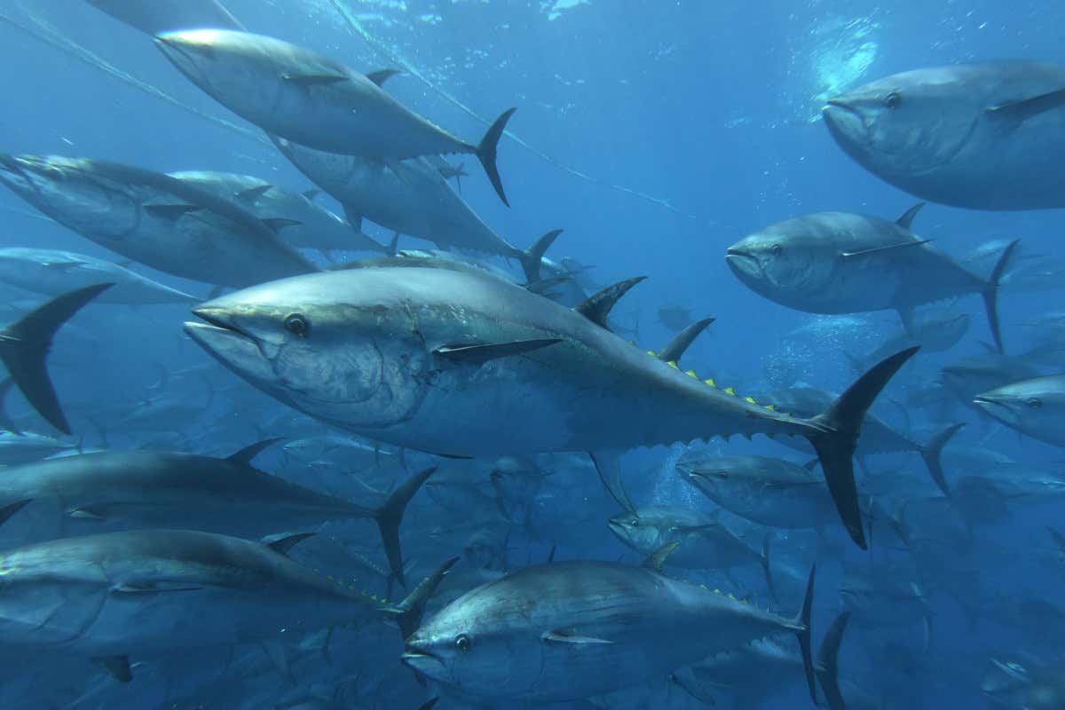 Alla scoperta delle tonnare siciliane: storia, segreti e riti di un mondo (ormai) perduto Alla scoperta delle tonnare siciliane: storia, segreti e riti di un mondo (ormai) perduto